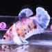  бойцовая рыбка тропическая рыба организм pra cut Dumbo сладости женский размножение 