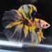  бойцовая рыбка тропическая рыба организм двойной tail половина moon желтый Galaxy мужской 