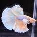  бойцовая рыбка тропическая рыба организм половина moon Dumbo ананас мужской оттенок желтого 
