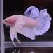  бойцовая рыбка тропическая рыба организм pra cut Dumbo пастель мужской оттенок белого 