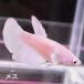  бойцовая рыбка тропическая рыба организм половина moon Dumbo белый женский размножение 