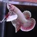  бойцовая рыбка тропическая рыба организм pra cut Dumbo медь Gold мужской оттенок красного 