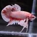 бойцовая рыбка тропическая рыба организм pra cut Dumbo медь Gold мужской оттенок красного 