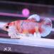 бойцовая рыбка тропическая рыба организм pra cut Dumbo сладости женский размножение 