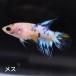  бойцовая рыбка тропическая рыба организм Crown tail koi женский 