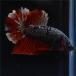 ベタ 熱帯魚 生体 ショーベタ  アルマゲドン レッド系