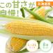  кукуруза Hokkaido прямая поставка от производителя . сельское хозяйство производство овощи подарок .. Hokkaido производство желтый цвет кукуруза 8шт.@( оплата при получении не возможно ) (TD)