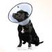 VET цвет XL прозрачный [ фэнтези world ]