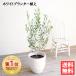  olive white terra‐cotta potted plant unglazed pottery . pot free shipping olive. tree decorative plant garden tree potted plant the same day shipping 