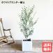  оливковый оливковый. дерево Cube белый растение в горшке бесплатная доставка ..... подлинный товар . праздник декоративное растение символ tree в тот же день отгрузка 