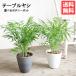  стол cocos nucifera elegance можно выбрать горшок цвет bota колено pot декоративное растение настольный подлинный товар коричневый medo редкость интерьер средний офис стол в тот же день отгрузка бесплатная доставка 