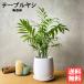  стол cocos nucifera elegance керамика растение в горшке круглый белый декоративное растение настольный подлинный товар коричневый medo редкость интерьер средний офис стол в тот же день отгрузка бесплатная доставка 