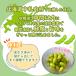 �w�Z���H�p�H�ށ@�Ⓚ�@�k�C���Y��ނ��}��/1kg�@�Ɩ��p�@��e�ʁ@���Y�@�Ⓚ��؁@���Y��؁@�T���_�@�u�ߕ��@�k�C���@���܂݁@�Ⓚ�}���@�ނ��}�� �֘A�摜1