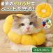 �G���U�x�X�J���[ �L �� �\�t�g �p�㕞 ���r�ߖh�~ �J���t�� ���p�J���[ �y�b�g�p�\�t�g�G���U�x�X�J���[ ������ ������� �y�b�g�p�i �l�R �L�p�i ���p�i