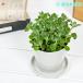 PLANCHU decorative plant aroma TIKKA s3.5 number pot saucer attaching .. person instructions attaching Plectranthus hadiensis pre k tiger n suspension 