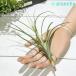 ץ ƥ󥸥 ʥ  ǥ M 1 դ Tillandsia ionantha  schi