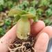 [ семена ]atenium* лев лист лист шт do- комплект звуковой сигнал 5s Adenium DHA