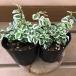 fi rental p Mira 2 pot set