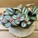  декоративное растение pi редкость in bo кулер ta2 pot set