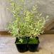 li Gusto rumpli домашнее животное серебряный 2 pot 
