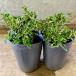  саженец . ввод белый шт цветок 2 pot set