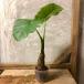  декоративное растение Alocasia odora 