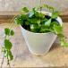  декоративное растение Hoya endauensis