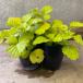rubs sunshine splendor 2 pot set