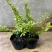  саженец стойка can подвеска арлекин 2 pot set
