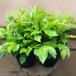 te. Ran ta lime 2 pot set