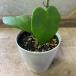  декоративное растение Heart Hoya ( машина Lee )