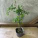 repto spec rumam раунд leaf 
