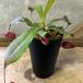  декоративное растение еда насекомое растения Nepenthes (utsubokazla) черный miracle 