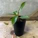  декоративное растение еда насекомое растения Nepenthes (utsubokazla) черновой resiasibyaensis