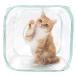  кошка . кошка Play Cube прозрачный кошка игрушка 