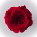 [ консервированный цветок материалы для цветочной композиции материал ] rose * Sara * wine red (9 колесо ввод )