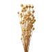 [ сухой цветок материалы для цветочной композиции материал ]f-sen мак * Gold * большой земля сельское хозяйство .