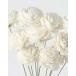  solar rose * Mini white * large ground agriculture .