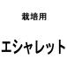【1kg】 種エシャロット 栽培用 米S【代引不可】