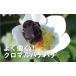 �A�O���E�g�b�v �N���}��NEXT �N���}���n�i�o�` �󕲗p�I �n�` �����ԕ� ���t �����Z�b�g �C�`�S �g�}�g �� �͂� �n�E�X �{�ݍ͔| �A�O���Z�N�g �^S ����s�� �֘A�摜2