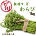 [.. после последовательный отгрузка ] Yamagata префектура производство утро .....1kg натуральный .. локва .. сырой .... дикоросы Yamagata производство .. длина свежий натуральный [e- из ....]