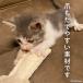 �� �L �������� �f���^���P�A ���� ������ �X�g���X���� �V�R�f�� �@�� �A�� �f���^���w�`�}TOY �����O�V�[�t�[�h 4743 �|���|���[�X �֘A�摜3