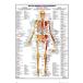 Human Body тело человека постер легкий алюминиевый рама есть 91.5×61cm