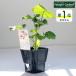  herb seedling common ma low ( kind cultivation herbgarden herb tea flower gardening cultivation kit )