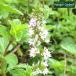  herb seedling wing lishu mint ( kind cultivation herb tea herbgarden mint oil .. person sapling fruit tree cultivation kit cultivation set )