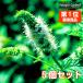  трава рассада комплект запасной мята 5 шт ( вид культивирование травяной чай herbgarden мята масло .. person саженец фруктовое дерево культивирование комплект культивирование комплект )