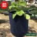  трава культивирование комплект rukola( вид культивирование травяной чай herbgarden посадочная машина .. person культивирование комплект цветок садоводство модный )