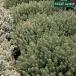  трава рассада common время ( вид культивирование травяной чай herbgarden цветок садоводство саженец фруктовое дерево культивирование комплект )