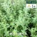  трава рассада pot время ( вид культивирование травяной чай herbgarden цветок садоводство саженец фруктовое дерево культивирование комплект )