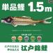  koinobori одиночный товар Edo цветной карп 1.5m одиночный товар обыкновенный карп 